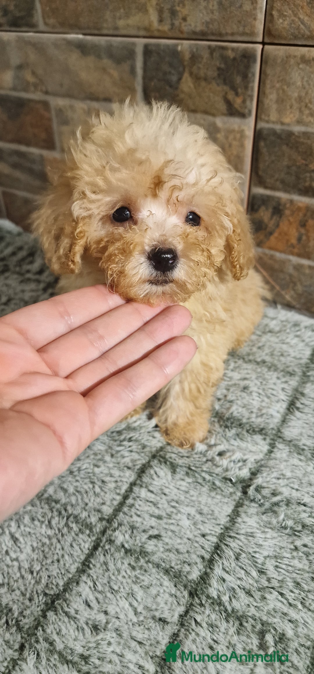 Caniche Toy perros en venta: HEMBRA MINI/TOY - Imagen 2