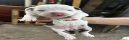 American Pit Bull Terrier perros en venta: American pitbull terrier  - Anuncio 5