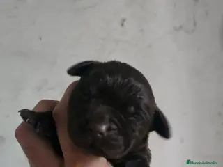 Labrador Retriever perros Precioso labrador chocolate disponible - Anuncio 1