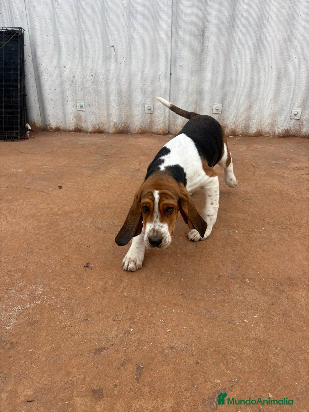 Basset Hound perros en venta: Basset hound último macho - Anuncio 9