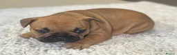 Bulldog Francés perros en venta: Cachorros de bulldog francés - Anuncio 19