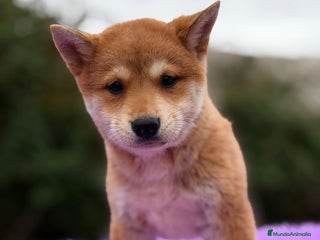 Labrador Retriever perros SHIBA INU ROJOS DISPONIBLES - Anuncio 2