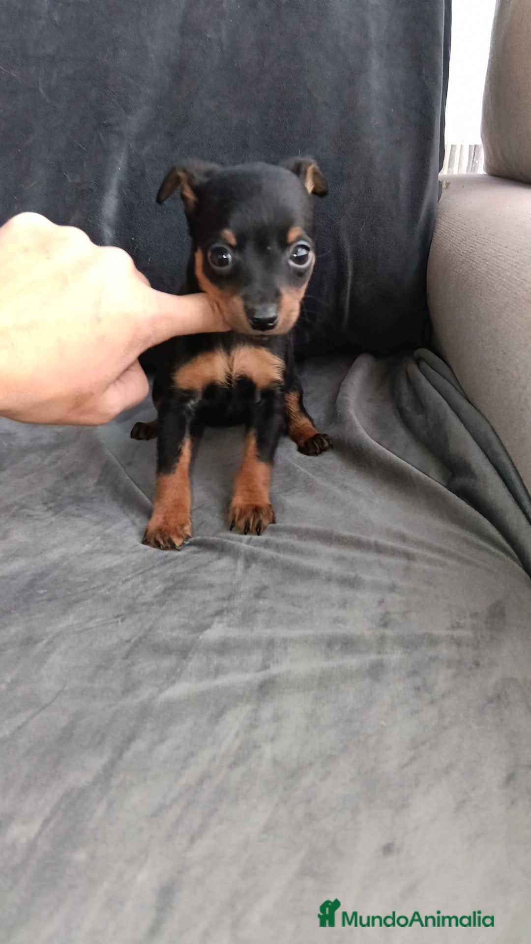 Pinscher Miniatura perros en venta: Pincher miniatura - Anuncio 2