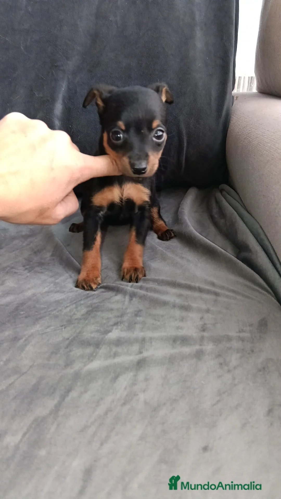 Pinscher Miniatura perros en venta: Pincher miniatura - Anuncio 2