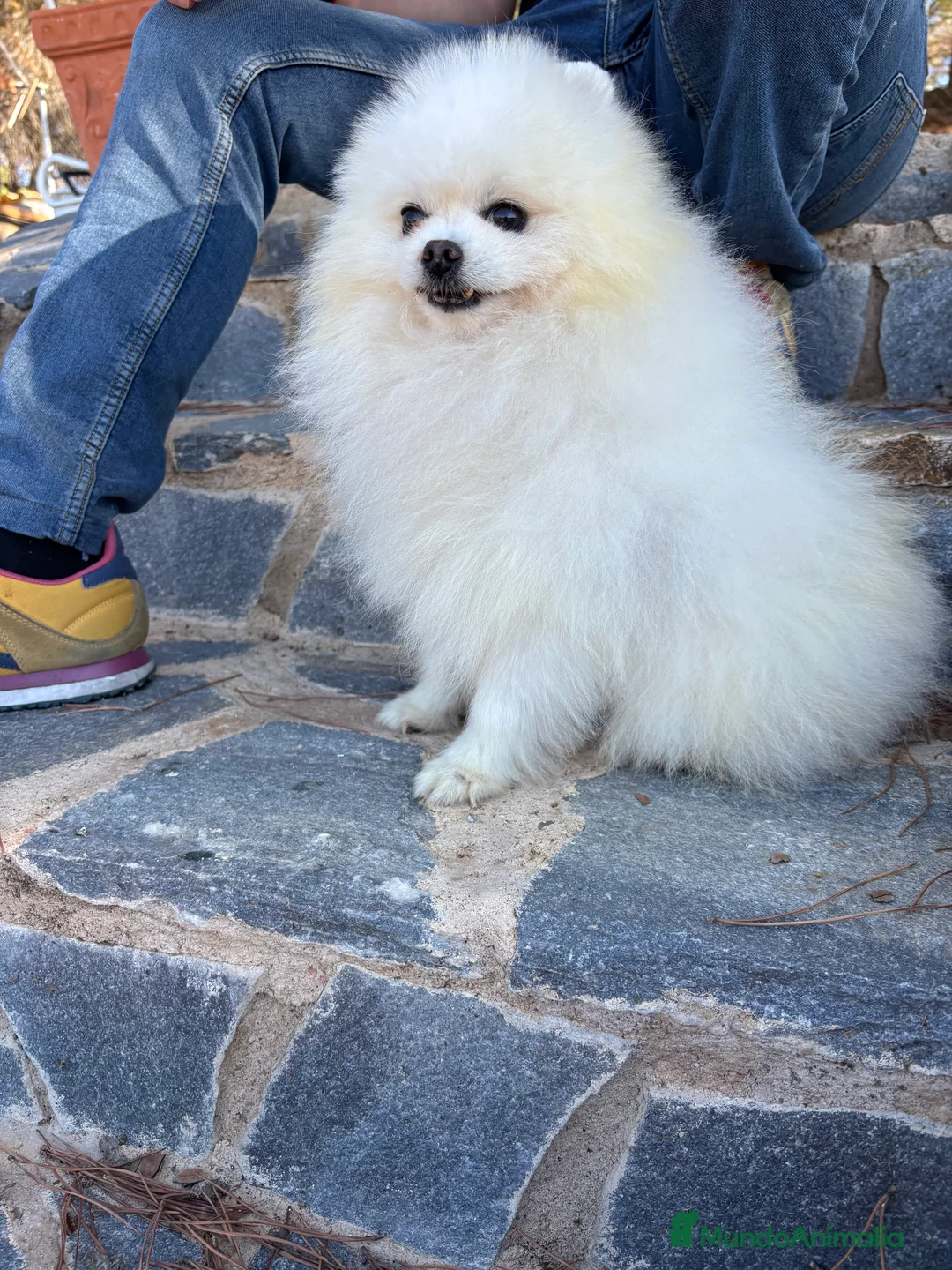 Pomerania perros en venta: Pomerania Hembra muy bonita !!! - Anuncio 2