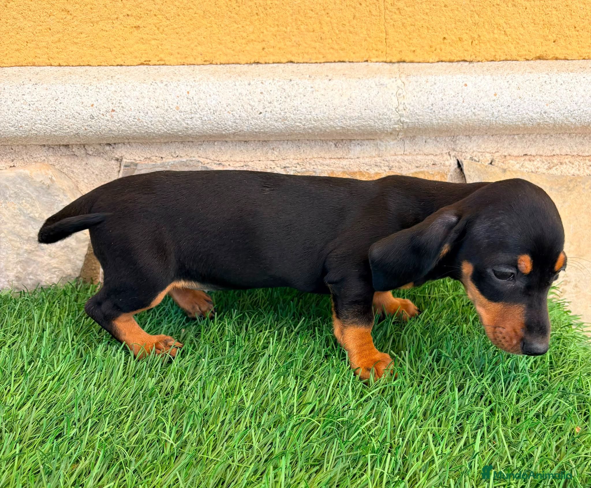 Teckel Miniatura perros Teckel miniatura negro fuego - Anuncio 2