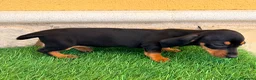 Teckel Miniatura perros en venta: Teckel miniatura negro fuego - Anuncio 1