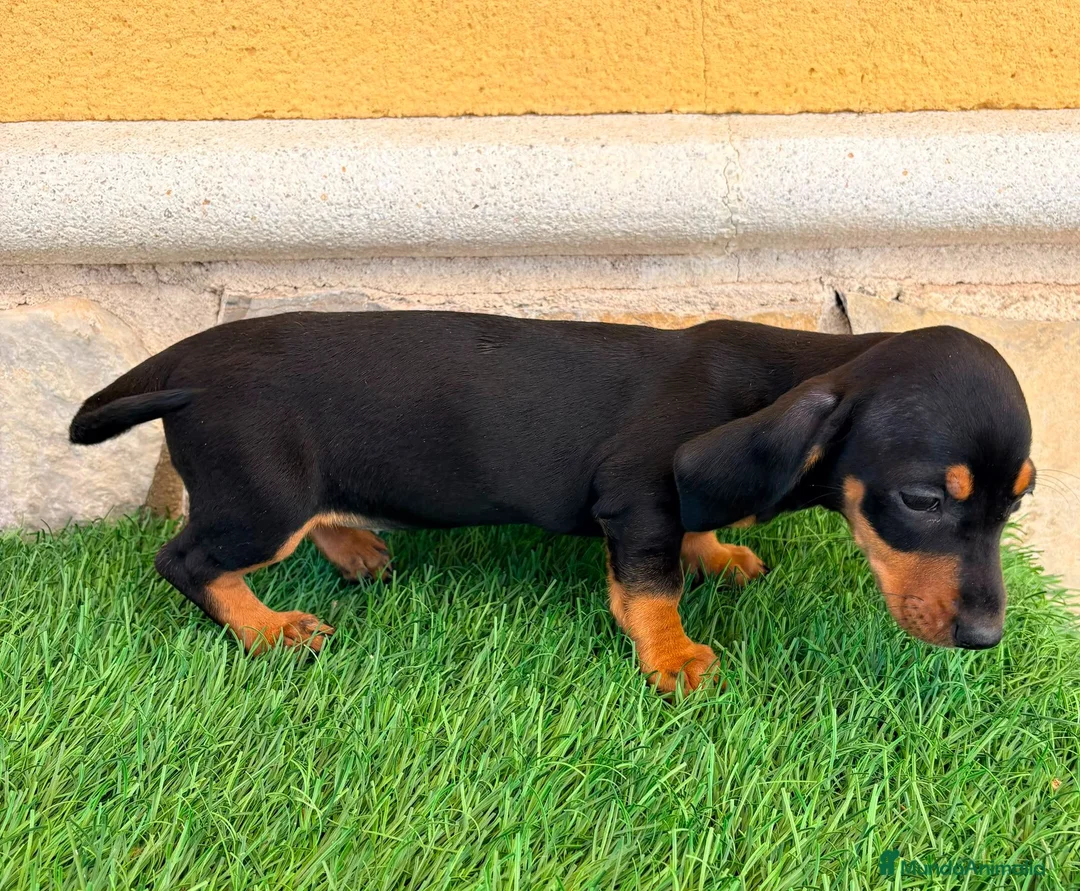 Teckel Miniatura perros en venta: Teckel miniatura negro fuego - Anuncio 1