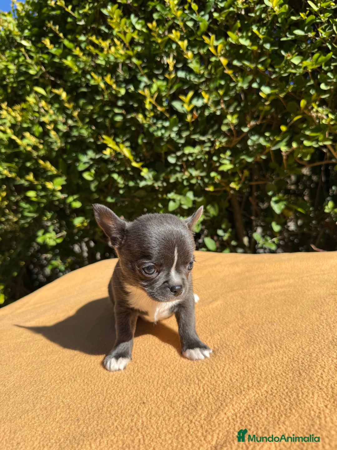 Chihuahua perros en venta: Chihuahua blue color exótico  - Imagen 2