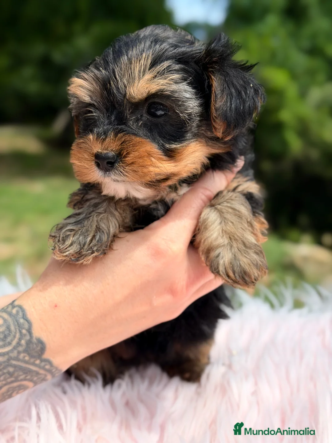 Yorkshire Terrier perros en venta: Yorki Toy hembra  - Anuncio 2