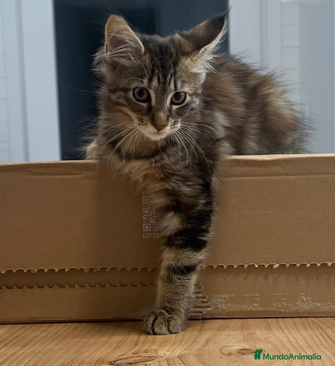 Maine Coon gatos en venta: Preciosa gatita Maine coon - Anuncio 4
