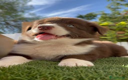 Border Collie perros en venta: BORDER COLLIE MACHO CHOCOLATE - Imagen 7