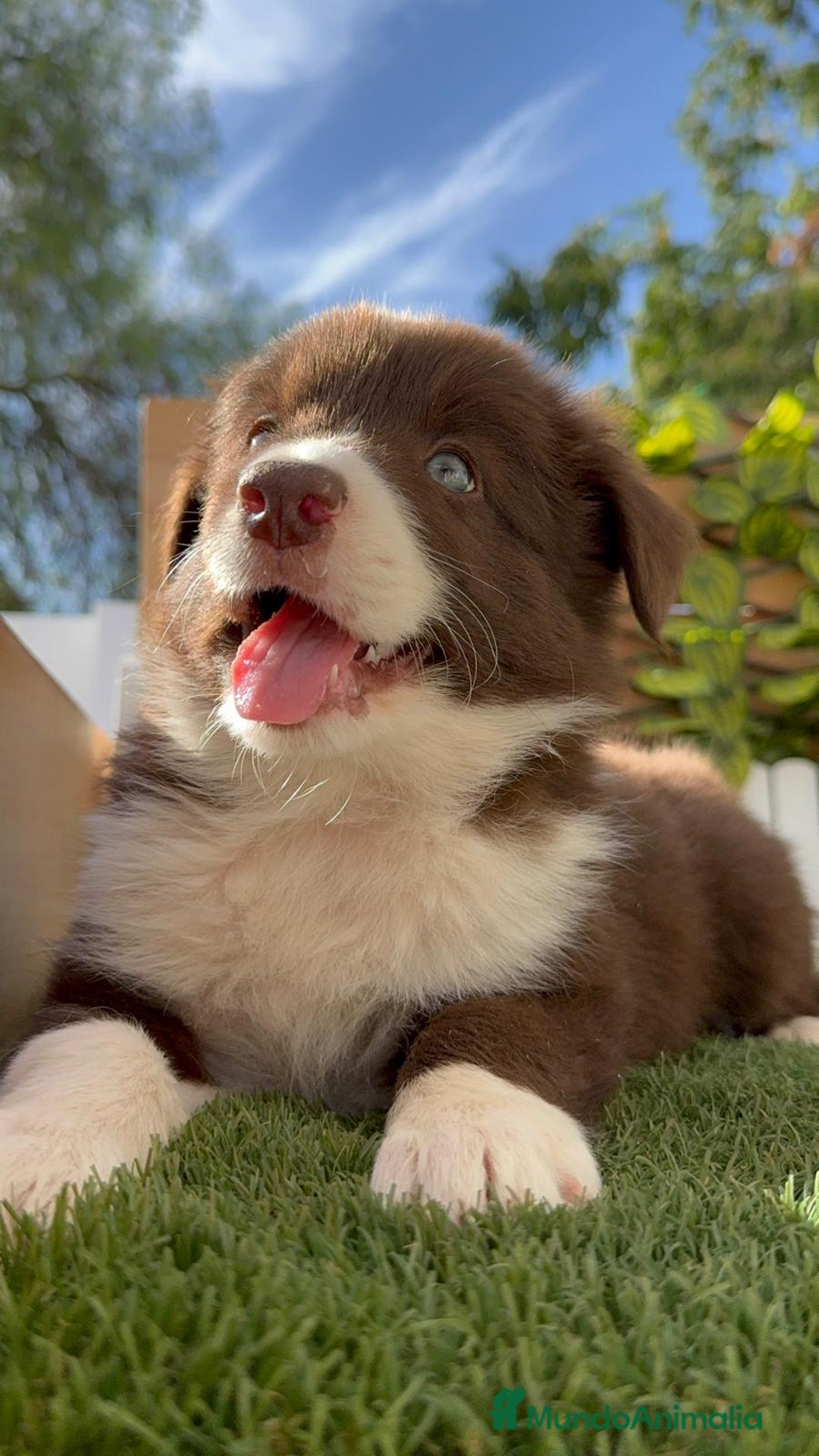 Border Collie perros en venta: BORDER COLLIE MACHO CHOCOLATE - Imagen 7