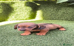 Teckel Miniatura perros en venta: camada teckel mini  - Imagen 12