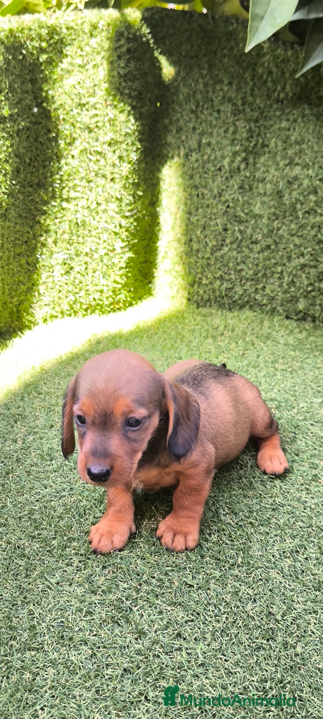Teckel Miniatura perros en venta: camada teckel mini  - Imagen 12