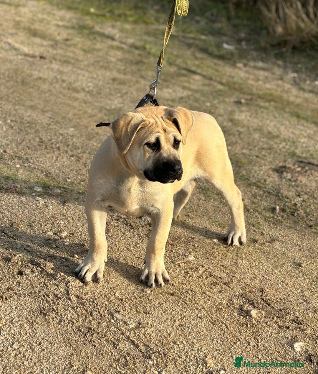 Presa Canario perros en venta: Cachorro macho presa canario - Anuncio 2