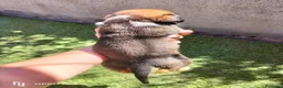 Boxer perros en venta: Boxer  - Anuncio 6