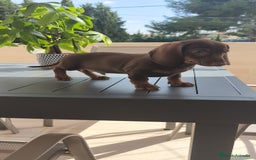 Teckel Miniatura perros en venta: Teckel mini chocolate ♂️🍫 - Imagen 2