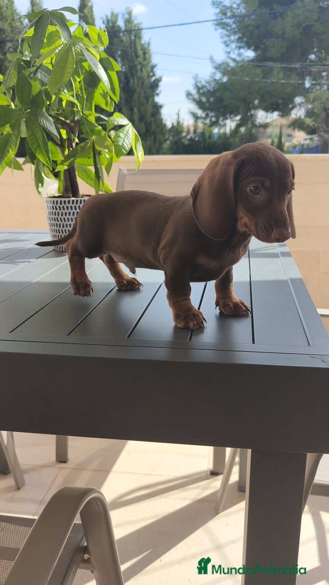 Teckel Miniatura perros en venta: Teckel mini chocolate ♂️🍫 - Imagen 2