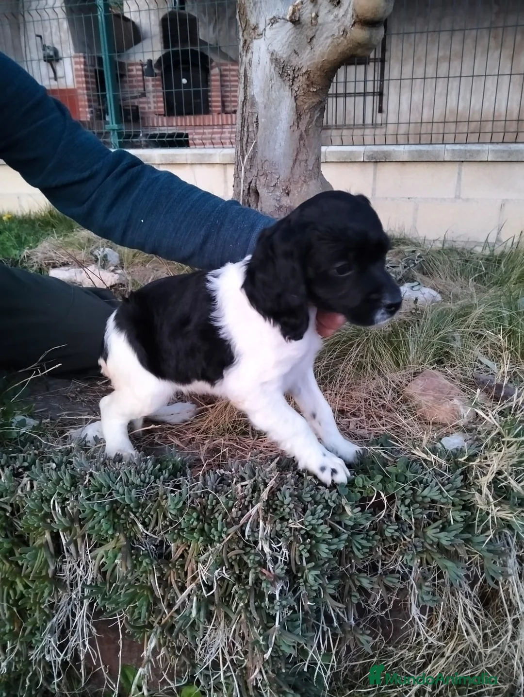 Épagneul Breton perros en venta: Spaniel Bretón  - Anuncio 1