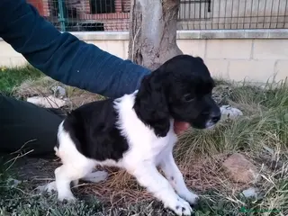 Épagneul Breton perros Spaniel Bretón - Anuncio 1