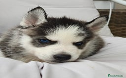 Husky Siberiano perros en venta: Husky siberiano ♀️♂️ DISPONIBLE  - Imagen 2