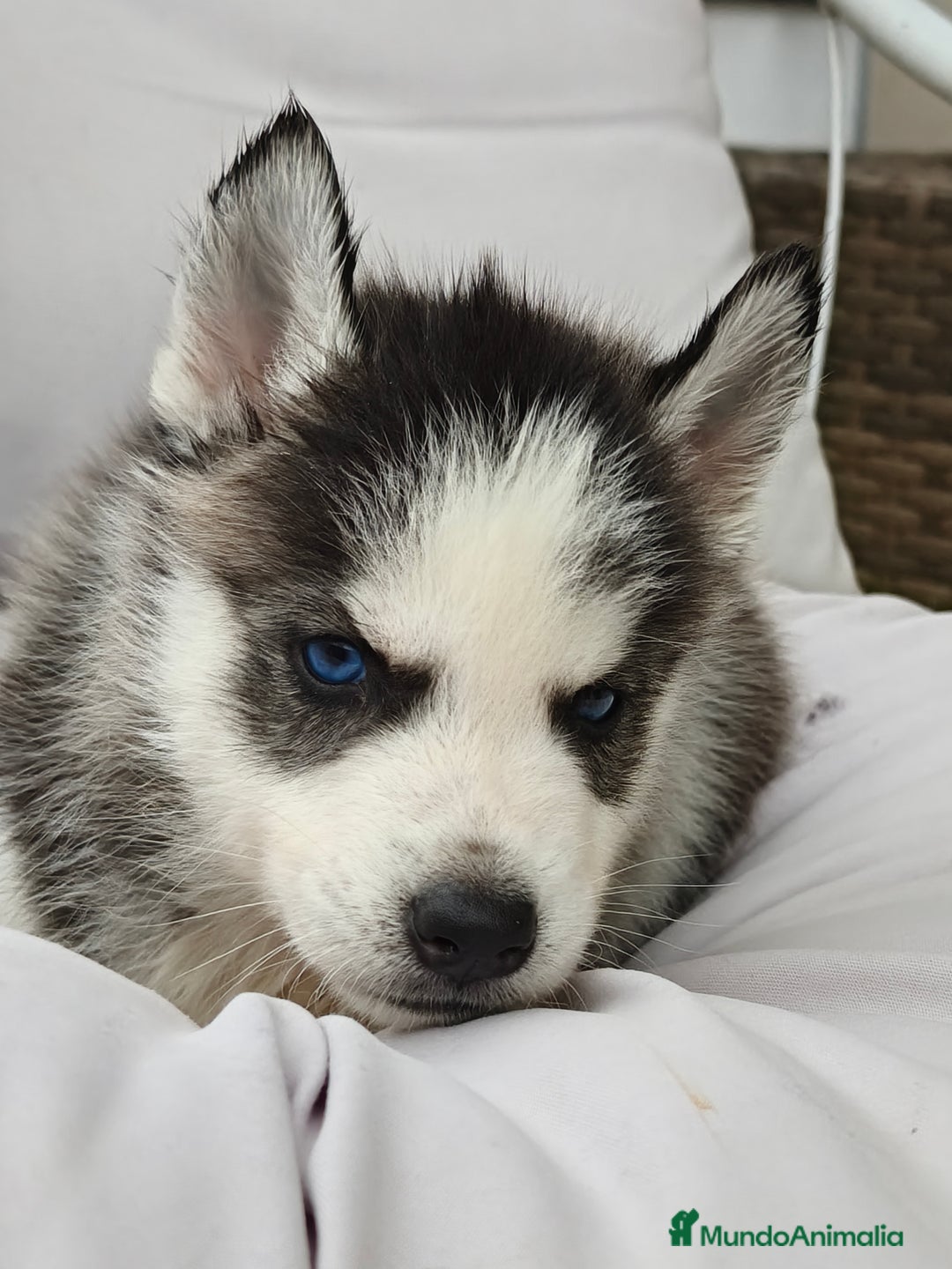 Husky Siberiano perros en venta: Husky siberiano ♀️♂️ DISPONIBLE  - Imagen 2