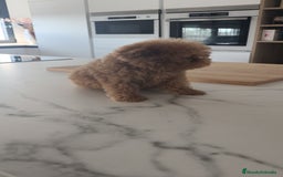 Caniche Toy perros en venta: Caniche Toy excelente  - Imagen 9