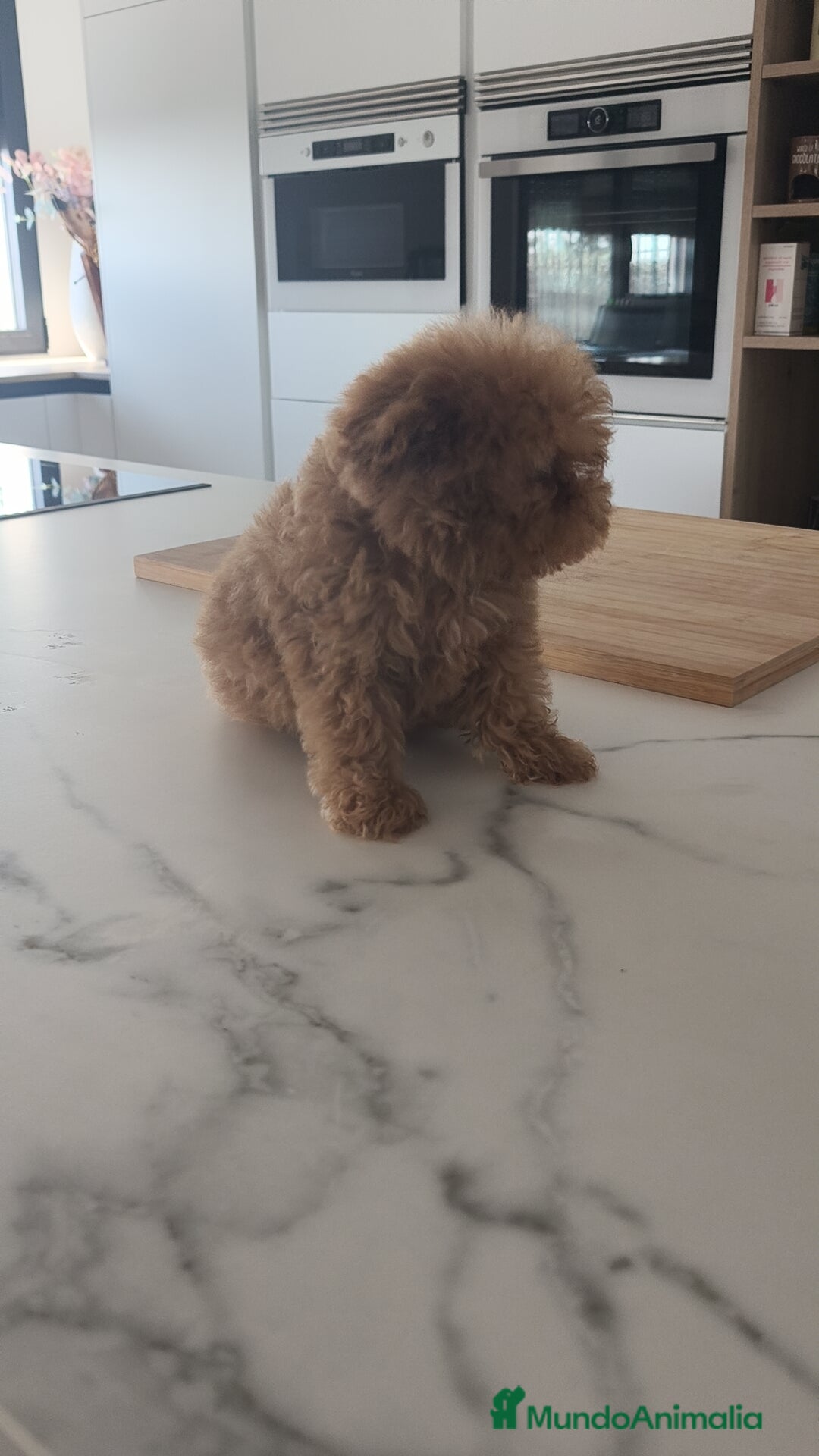 Caniche Toy perros en venta: Caniche Toy excelente  - Imagen 9
