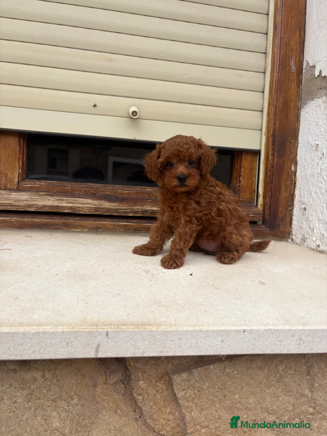 Caniche Toy perros en venta: Caniches Toy  - Anuncio 8