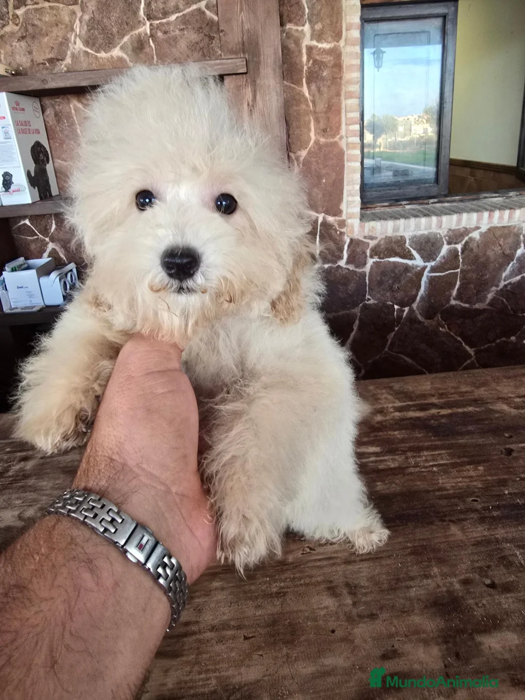 Caniche Toy perros en venta: Caniche precio real  - Anuncio 1