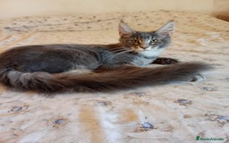 Maine Coon gatos en venta: Maine Coon talla grande - Imagen 1