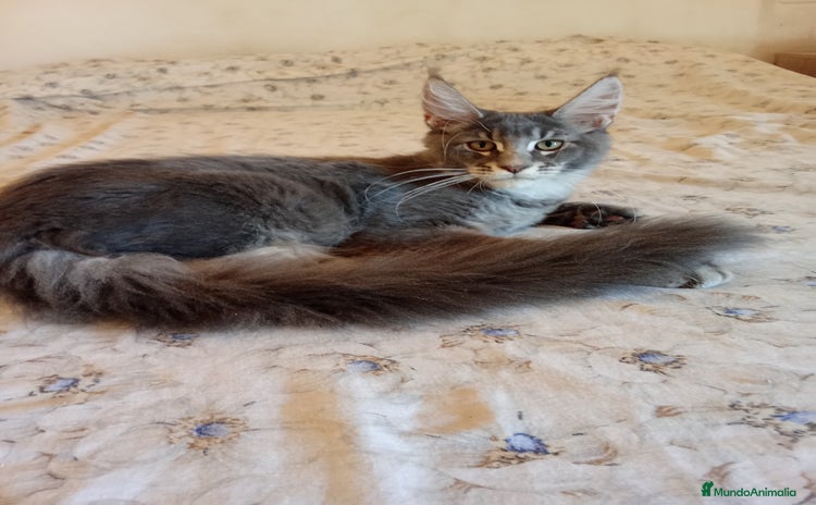 Maine Coon gatos - Propaganda 4