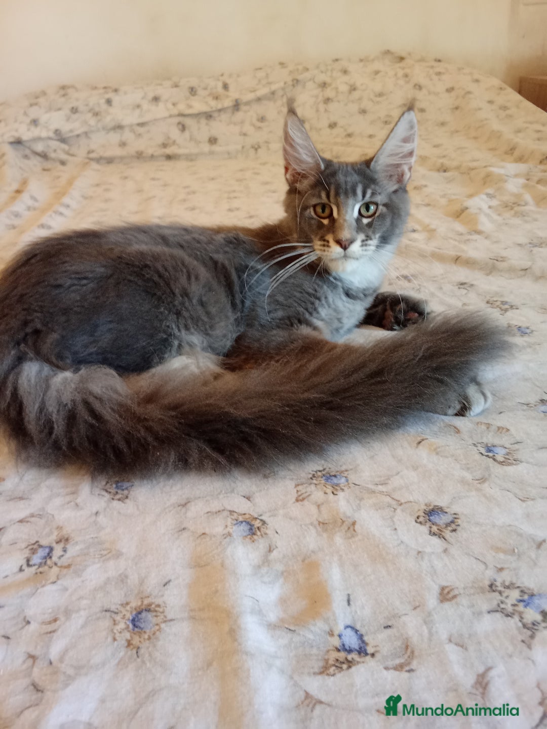 Maine Coon gatos en venta: Maine Coon talla grande - Imagen 1