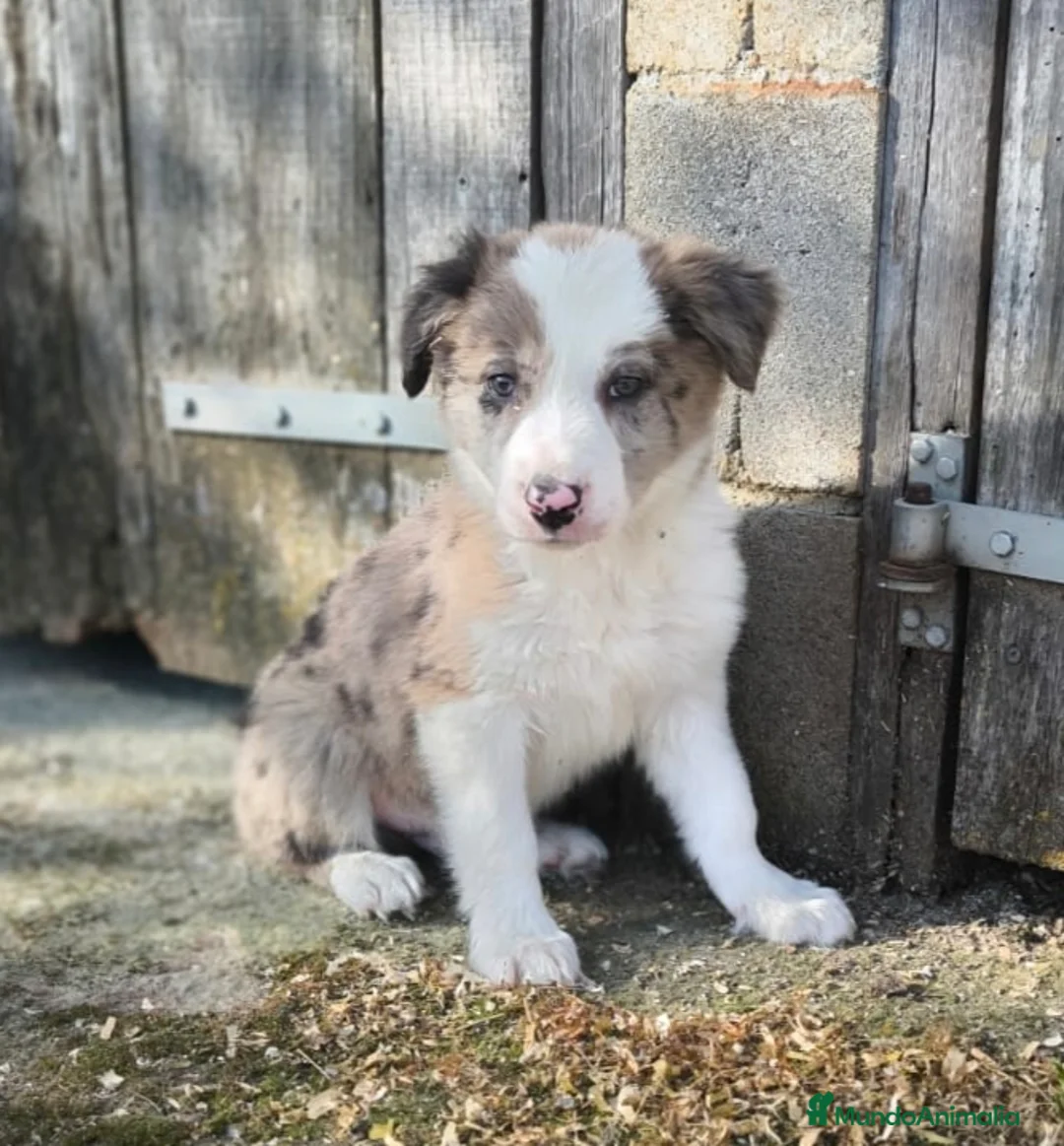 Border Collie perros en venta: Cachorros border collie! - Anuncio 2
