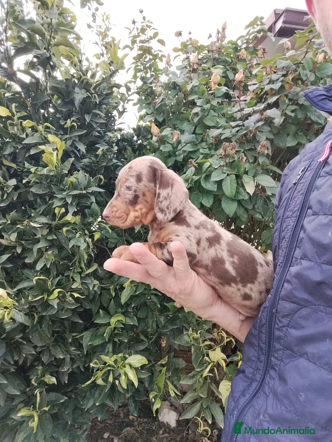 Teckel Miniatura perros en venta: Teckels kanichen  - Anuncio 1