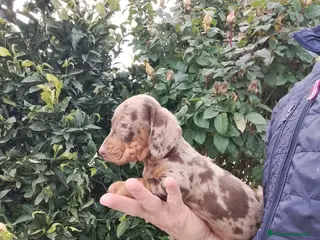 Teckel Miniatura perros Teckels kanichen - Anuncio 1