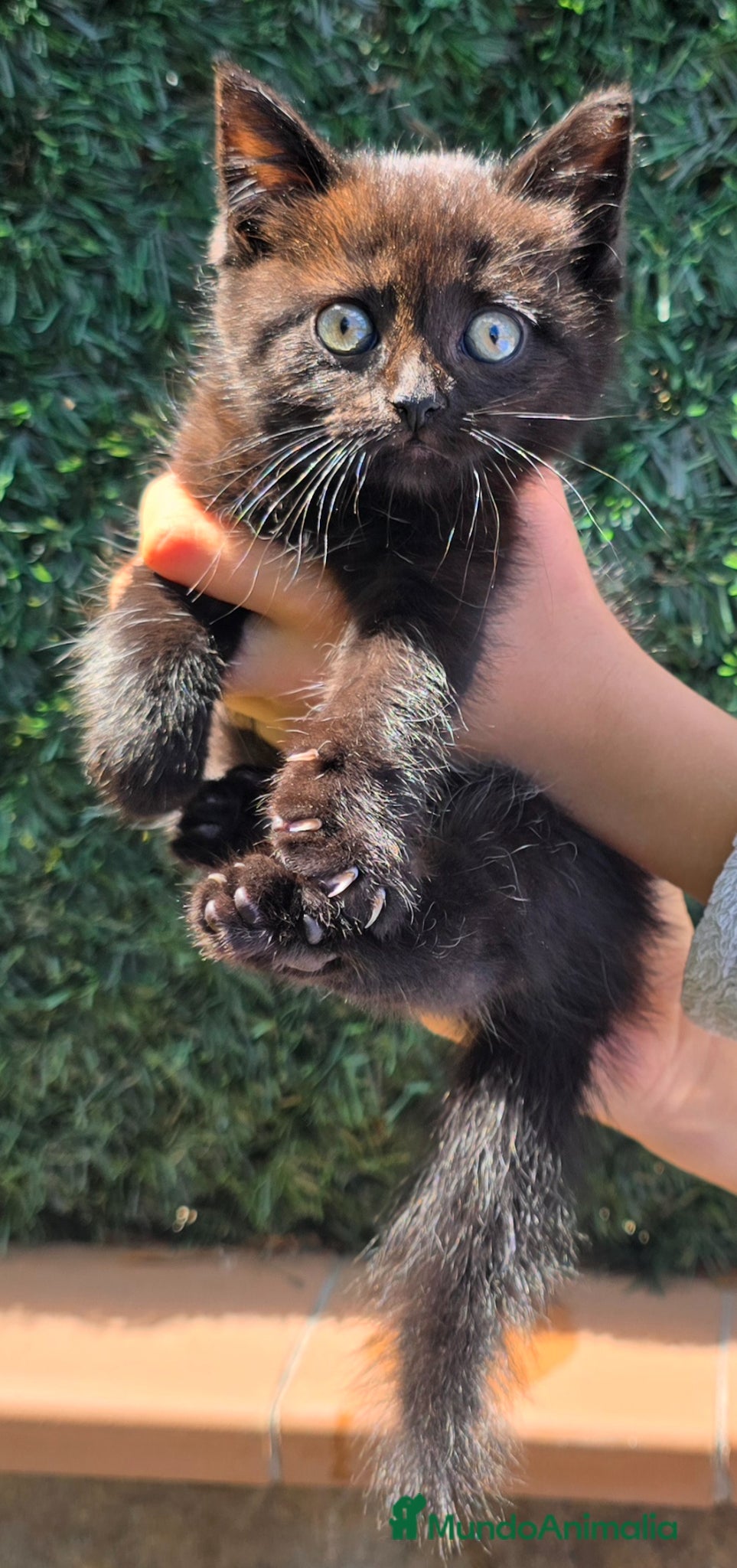 Británico de Pelo Corto gatos Gatcot.com - Anuncio 19