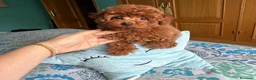 Caniche Toy perros en venta: Caniche toy excelente cachorrito !!! - Anuncio 3