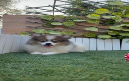 Pomerania perros en venta: POMERANIA MACHO. PRECIO REAL. Envio a toda España. - Imagen 3