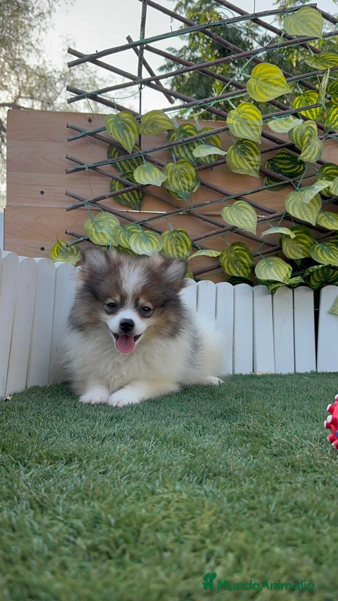 Pomerania perros en venta: POMERANIA MACHO. PRECIO REAL. Envio a toda España. - Imagen 3