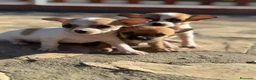 Chihuahua perros en venta: Chihuahuas Toy de calidad  - Anuncio 6