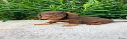 Teckel Miniatura perros en venta: TECKEL MINIATURA CHOCOLATE  - Anuncio 4