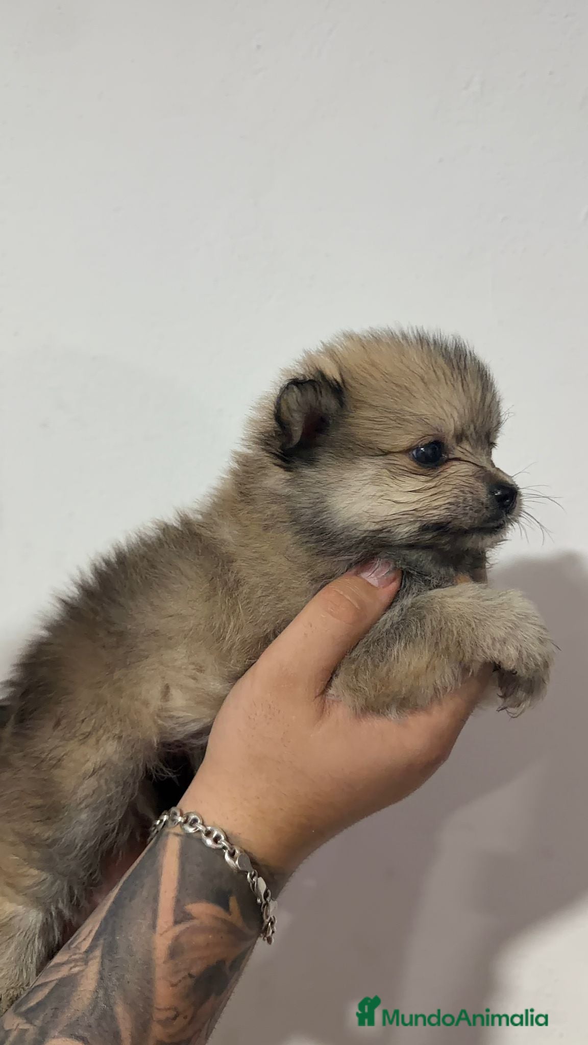 Pomerania perros Pomerania  - Anuncio 1