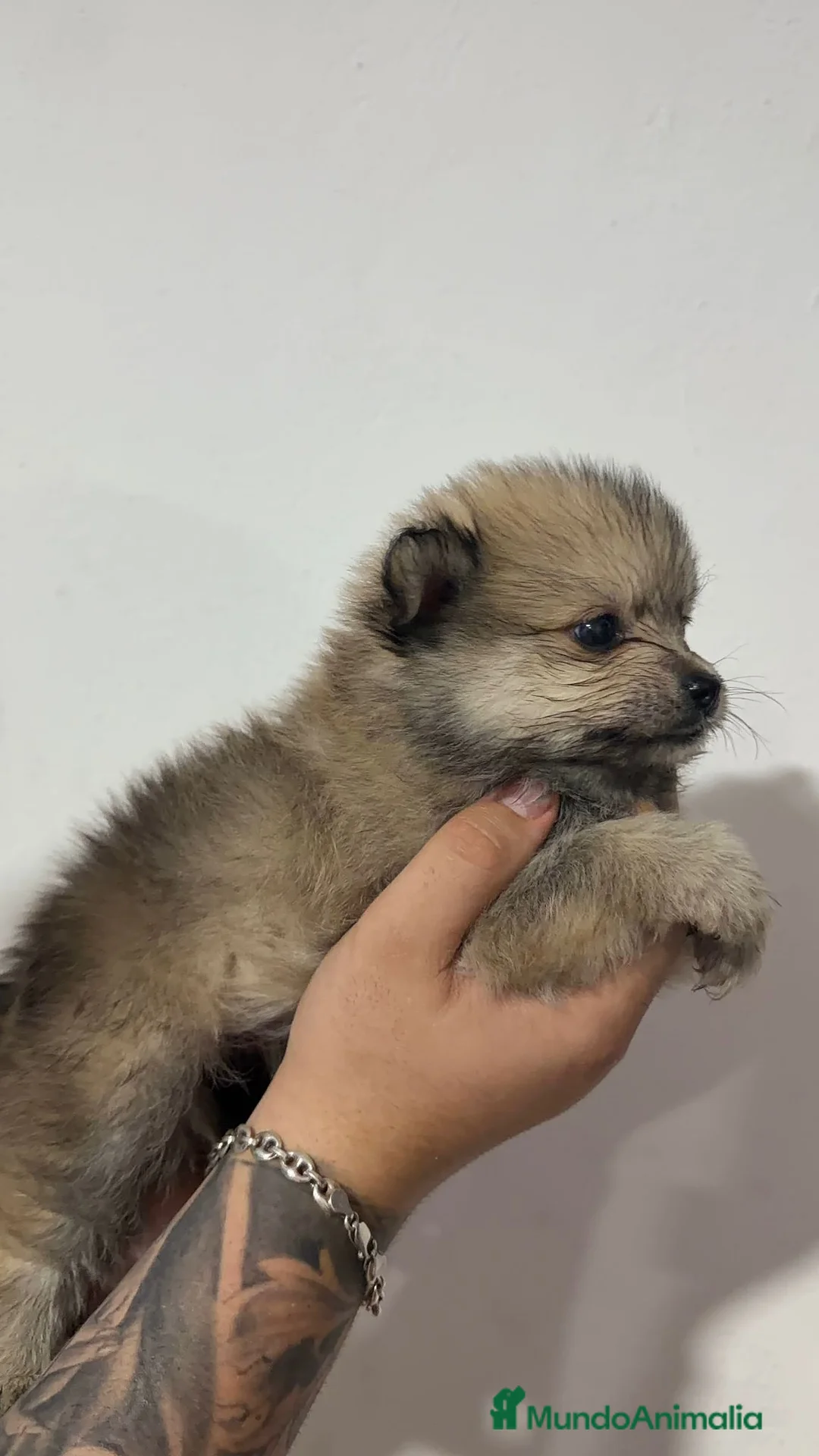 Pomerania perros en venta: Pomerania  - Anuncio 1