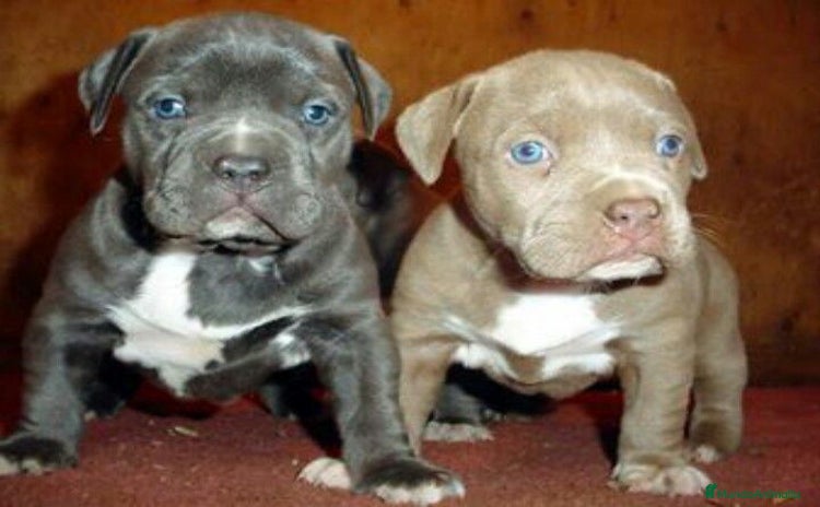 American Staffordshire-Terrier perros - Anuncio 1