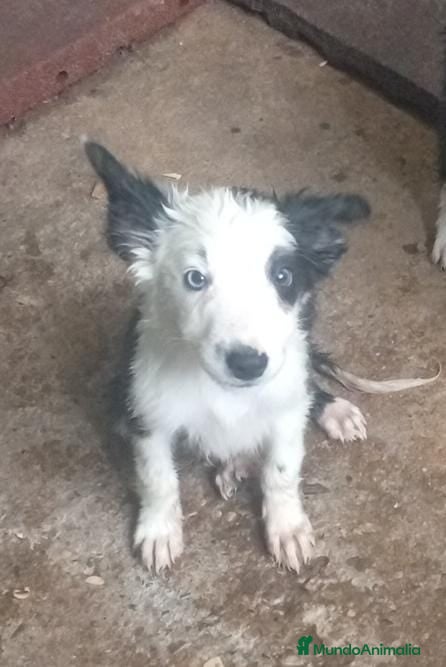 Border Collie perros Border collies blancos y negros - Anuncio 8