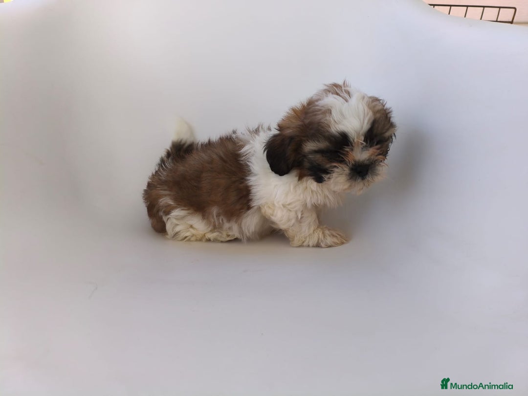 Shih Tzu perros en venta: Shih tzu  - Imagen 2