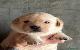 Labrador Retriever perros en venta: Labradores rubios  en Barcelona - Imagen 3