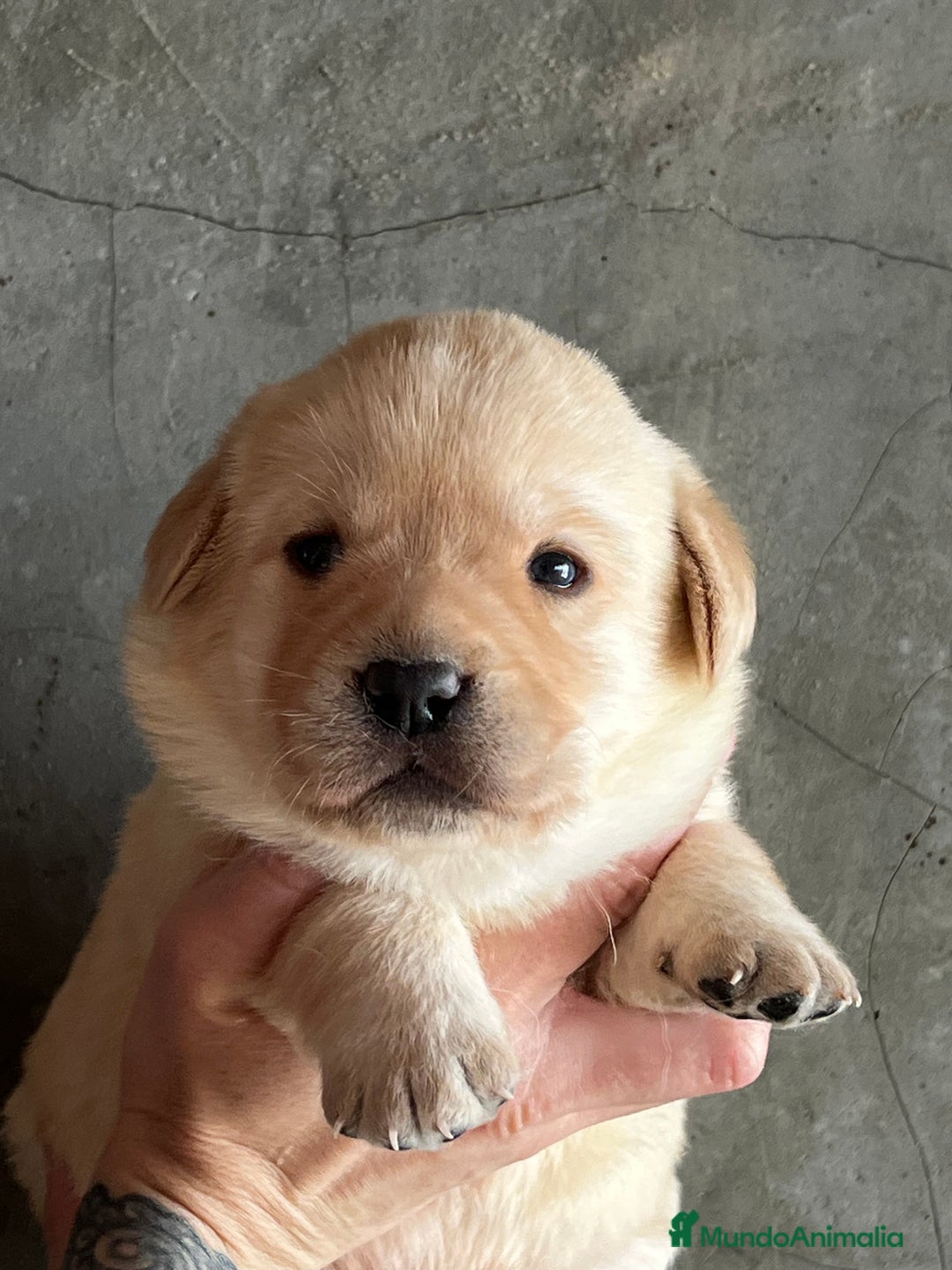Labrador Retriever perros en venta: Labradores rubios  en Barcelona - Imagen 3